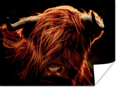 Produktbild von MuchoWow® Poster Schottischer Highlander - Kuh - Hörner - Porträt - Tiere 160x120 cm - Foto Plakat