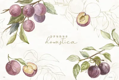 Obrázek produktu pro Prostírka, plast COUNTRY PLUMS cream, IHR