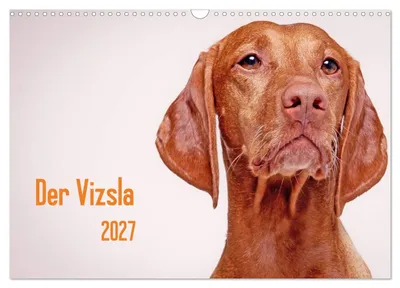 Produktbild von Der Vizsla 2027 (Wandkalender 2027 DIN A3 quer), CALVENDO Monatskalender
