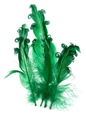 Produktbild von 4 Gänsefedern lockig, 15-18cm, unterschiedliche Farben - DIY Deko Federn, Farbe:tannengrün