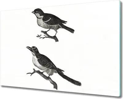 Produktbild von Coloray Küchenbrett Kochplattenabdeckung Hackbrett Schneidebrett Herdabdeckplatte 80x52 cm - Tier Vogel Zweig