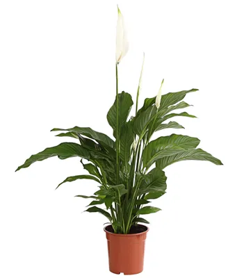Produktbild von Dehner Air So Pure Einblatt Lauretta, großes Blattwerk, ca. 70-80 cm, Ø Topf 21 cm, Zimmerpflanze
