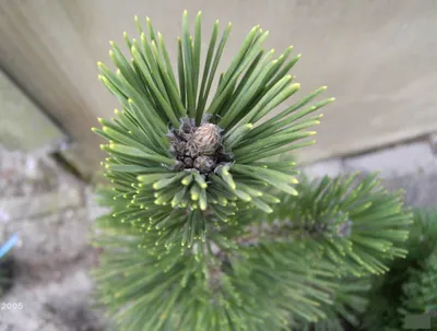 Produktbild von Pinus thunbergii - japanische Schwarzkiefer 30-40