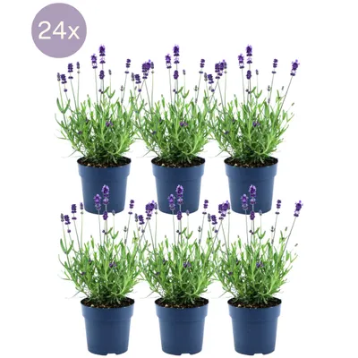 Produktbild von Levanduľa úzkolistá - Lavandula angustifolia Felice® - 12 cm kvetináč - 24 kusov