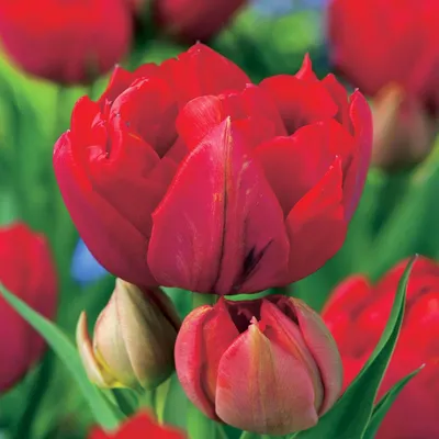 Zdjęcie produktu dla Tulipan Pełny Abba 5 szt. Tulipany Cebulki Tulipanów Cebule