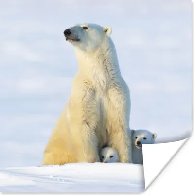 Produktbild von MuchoWow® Poster Eisbär - Schnee - Jungtiere 30x30 cm - Wandposter - Printing