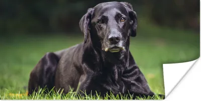 Produktbild von MuchoWow® Poster Ein schwarzer Labrador im Gras 40x20 cm - Poster für die Wand - Poster Schlafzimmer