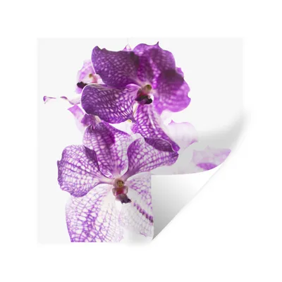 Produktbild von MuchoWow® Wandtattoo Wandsticker Wandaufkleber Lila Orchideen 100x100 cm Selbstklebend und Repositionierbar - Wierderverwendbar - Selbstklebend