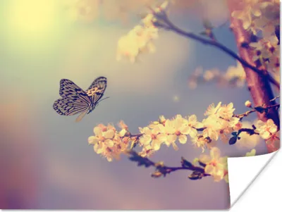 Produktbild von MuchoWow® Poster Schmetterlinge - Blüte - Zweig - Baum 160x120 cm - Foto Plakat