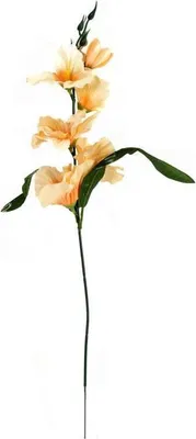 Productafbeelding van Lachsgloed-gladiolus, 55 cm
