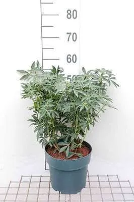 Immagine prodotto di Choisya tern. 'Greenfingers'® - Orangenblume 40-50 cm Contenitore