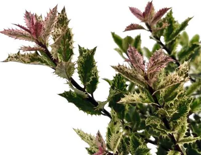 Produktbild von Stechpalme Ilex aquifolium 'Ingramii' H 30-35 cm Co 5 L