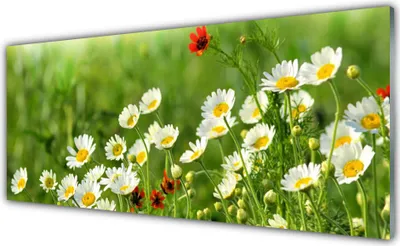 Produktbild von Acrylglasbilder 125x50 Wandbild Druck Gänseblümchen Natur