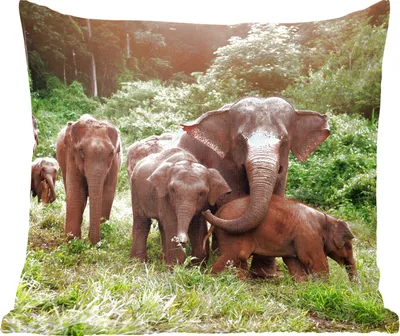 Produktbild von MuchoWow® Zierkissen Sofakissen Wohnzimmer Dekokissen 40x40 cm Elefant - Tiere - Wald - Gras - Grün - Foto Kissen - Schlafzimmer Dekoration