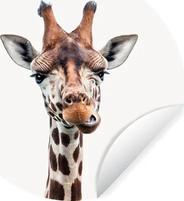Produktbild von MuchoWow® Runde Wandtattoo - Wandsticker Tapete Aufkleber Tiere - Porträt - Giraffe Ø 50 cm Selbstklebend und Repositionierbar - Wandaufkleber - Kreis - Wand Kreis - Wand Bild - Foto Tapete - Selbstklebende - Wohnzimmerdekoration - Wand Dekoration - Kinderzimmer