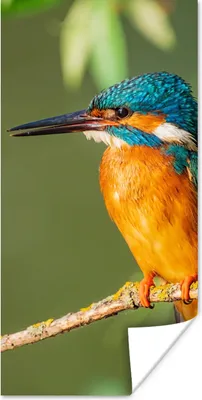 Produktbild von MuchoWow® Poster Vogel - Eisvogel - Zweig - Blätter - Moos 20x40 cm - Plakat - Foto