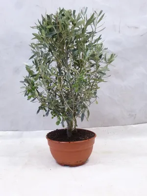 Produktbild von [Palmenlager] Olea europea Olivenbaum - Bonsai 40 cm