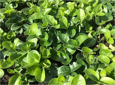 Produktbild von Stauden Gänge 50 x Vinca minor 'Grüner Teppich' - Kleines Immergrün - Blüht nicht - sehr pflegeleicht - Bodendecker - Immergrün - Mehrjährig