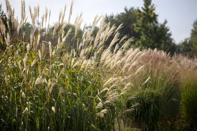 Produktbild von Miscanthus sinensis 'Silberturm', Chinaschilf, ca. 11x11 cm Topf