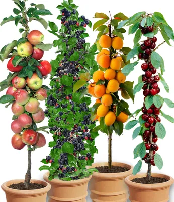 Produktbild von BALDUR Garten Säulen-Obst-Raritäten-Kollektion Apfel, Brombeere, Kirsche + Aprikose, 4 Pflanzen Obstbäume, winterhart, platzsparende Säulen für kleine Gärten, Balkone & Terrassen