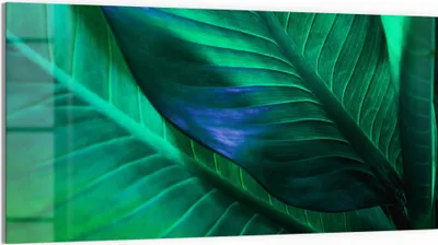 Produktbild von DEQORI Glasbild Echtglas 100x50 cm 'Tropenblattstruktur' Wandbild Bild modern Deko
