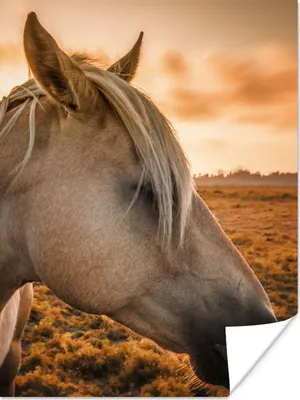 Produktbild von MuchoWow® Poster Pferd - Tiere - Porträt 60x80 cm - Schlafzimmer Dekoration