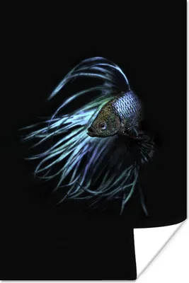 Produktbild von MuchoWow® Poster Fische - Meerestiere - Blau - Schwarz 40x60 cm - Plakate für die Wand - Poster Babyzimmer