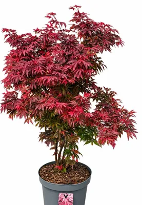 Produktbild von Roter Fächerahorn Acer Palmatum Shaina 60 - 80 cm Ahorn