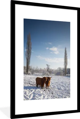 Produktbild von MuchoWow® Gerahmtes Poster Schottischer Highlander - Licht - Schnee 60x90 cm - Poster mit Schwarzem Bilderrahmen Wandposter Rahmen Foto Bilder - Dekoration - Wandposter Wohnzimmer - Hochwertig