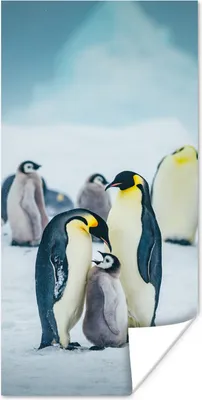 Produktbild von MuchoWow® Poster Kaiserpinguin-Küken wird gefüttert 60x120 cm - Wandschmuck