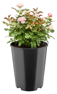Image de Pot de jardin en plastique résistant de la marque Garronda, de couleur noire, avec trous de drainage, idéal pour l'extérieur, dimensions : diamètre 22 cm, hauteur 25,5 cm (7 litres), référence : GD-KW-RR