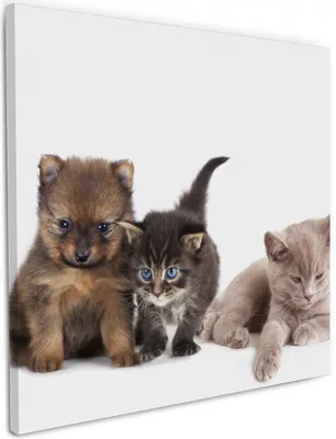 Produktbild von Wallario Premium Leinwandbild Hundewelpen und Katzenjunge in Größe 50 x 50 cm