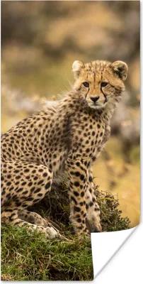 Produktbild von MuchoWow® Poster Leopard - Wald - Tier 75x150 cm - Dekoration für die Wände