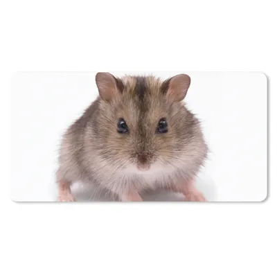 Produktbild von MuchoWow® Mauspad Mousepad Kleiner Hamster 60x30 cm - Mousepads - Maus Mat - Pad - Mausunterlage - Nachhaltig
