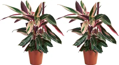 Zdjęcie produktu dla Bloomique - Zestaw 2 szt. - Calathea Triostar - Roślina pawia - Rośliny doniczkowe - Oczyszczające powietrze - Przyjazne dla zwierząt - Wysokość 40-60 cm - Doniczka 19 cm