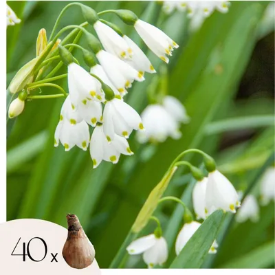 Produktbild von Frühlingsglocke - 40 Stk - Leucojum aestivium - Blumenzwiebeln - Weiß