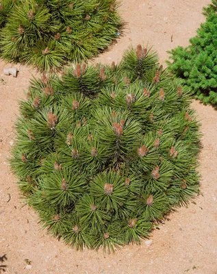 Produktbild von Pinus nigra 'Bambino', Schwarzkiefer, kompakt, 25–30 cm
