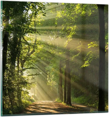 Produktbild von Bilder auf glas - Wald Baum Natur - 40x40cm - Glasbilder - Wandbilder - Kunstdruck - zum Aufhängen bereit - Wanddekoration aus Glas - Glas Bilder - Wandbild auf Glas - Einteilig - GAC40x40-3661