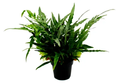 Produktbild von Schlangenhautfarn - Hasenpfotenfarn - Aglaomorpha coronans - 17cm Topf