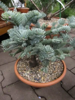 Produktbild von Abies procera Glauca - Blau-Tanne - Silbertanne 30-40