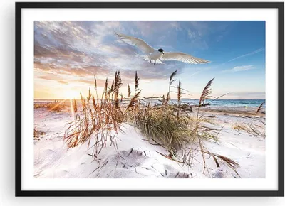 Produktbild von Gerahmtes Poster - Schwarzer Rahmen - Möwe Meer Küste - 70x50 cm - Wand Bild - Wanddeko - Wandbilder - Kunstposter - Wandposter - Bilderrahmen - Bilder - Kunstdruck - Wanddekoration - P2BAA70x50-4902