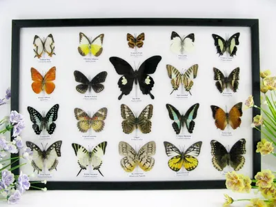 Image de 20 papillons naturalisés, présentés dans des cadres en bois