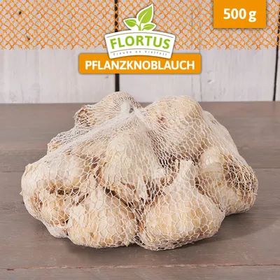 Artikelbild 5 von 'Winterpflanzknoblauch Messidrome' aus der Kategorie Winterpflanzknoblauch