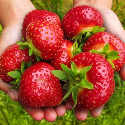 Produktbild von 10 Stk. Erdbeerpflanze 'Murzynek' sehr süße Frucht