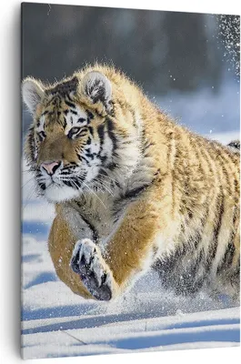 Produktbild von Bild auf Leinwand - Leinwandbild - Einteilig - tiger tier - 70x100cm - Wand Bild - Wanddeko - Wandbilder - Leinwanddruck - Kunstdruck - Wanddekoration - Leinwand bilder - Wandbild - PA70x100-3928