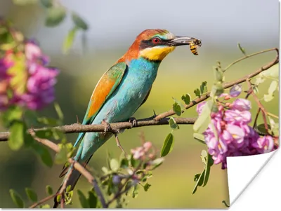 Produktbild von MuchoWow® Poster Vogel - Bienenfresser - Blumen 160x120 cm - Foto Plakat