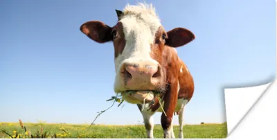 Produktbild von MuchoWow® Poster Kuh - Tiere - Blumen - Gras 40x20 cm - Poster für die Wand - Poster Schlafzimmer