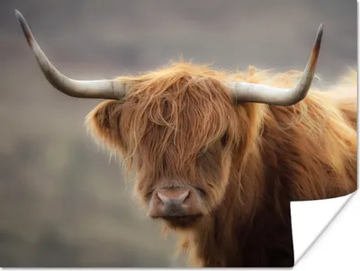 Produktbild von MuchoWow® Poster Schottischer Highlander - Hörner - Haare 120x90 cm - Wandbild