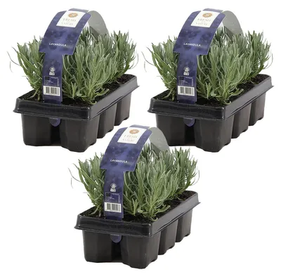 Zdjęcie produktu dla Bloomique - Zestaw 18 sztuk - Lavandula Angustifolia - Roślina lawendowa - Rośliny ogrodowe - Odporne na zimę - Wysokość 15-20 cm - Bryła korzeniowa 7 cm