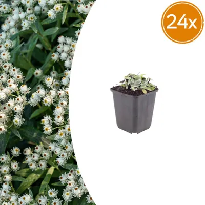Zdjęcie produktu dla Anaphalis triplinervis | 24 sztuki - 10-25cm - Ø9cm - Roślina ogrodowa